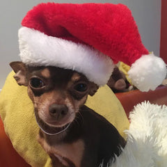 Christmas Pet Santa Hat