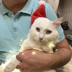 Christmas Pet Santa Hat