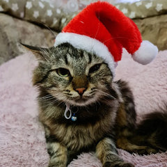 Christmas Pet Santa Hat